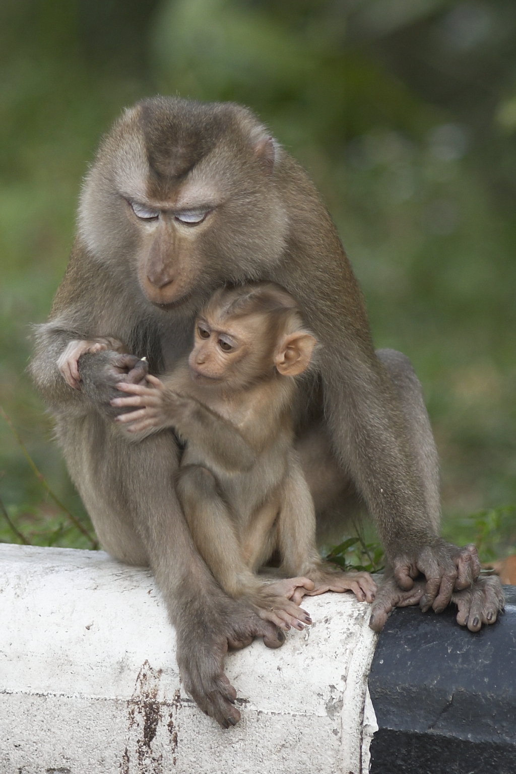 Thailand HS0ZJF DX News